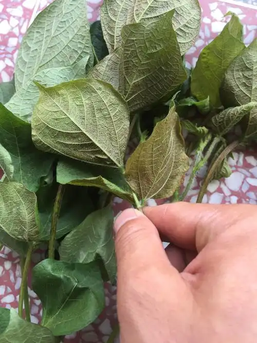 请我各位专家老师这是红豆什么病或者是什么虫