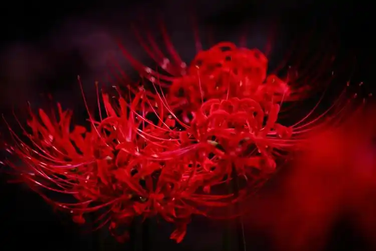 凄美的彼岸花(原创)