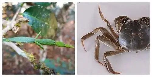 可以喝的螃蟹脚你听说过吗
