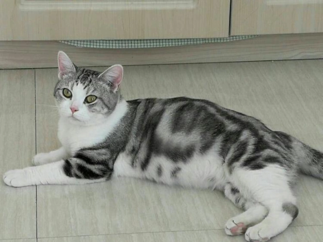 颜值居高美国短毛猫,我劝你别养_东西