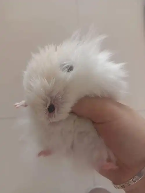 姐妹们,仓鼠眼睛这样了怎么办啊