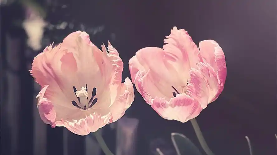 小清新花朵简约动态5k壁纸