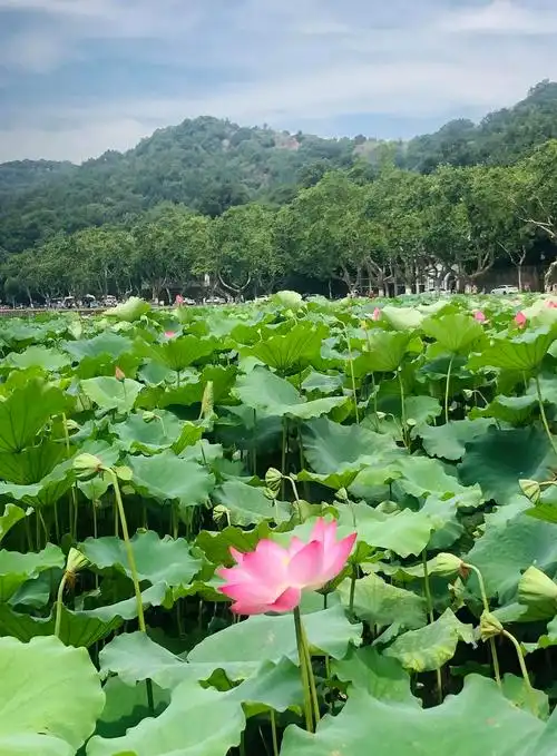 杭州丨西湖十景