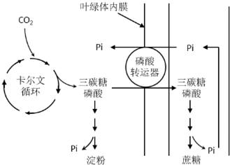 植物叶肉细胞光合作用的碳反应,蔗糖与淀粉合成代谢途径如图所示.