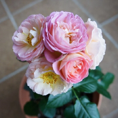 【虞城园艺】大花微型月季 小魔女甜心 颜色多变