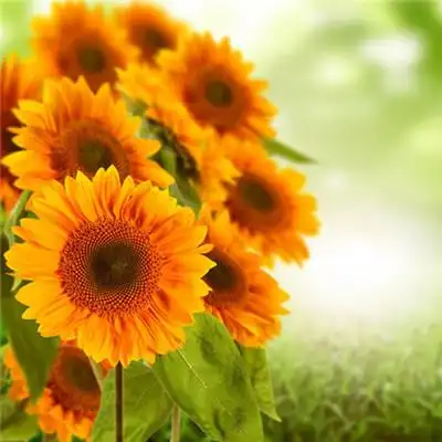 2019微信最吉利的头像