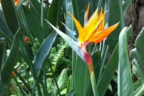 鹤望兰的花语和传说,感兴趣的看看哦!