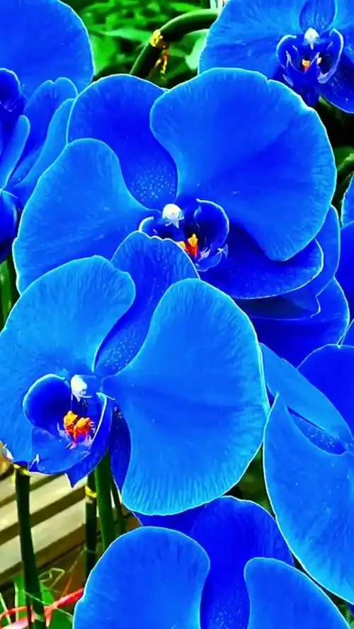 五毛特效#蓝色蝴蝶兰好像蝴蝶一样美丽可爱-度小视