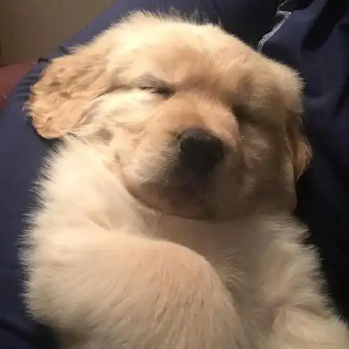 小金毛头像自领 不谢00#这小狗是卡bug了吧