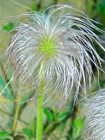 长着白毛的药草"白头翁"-中药典故