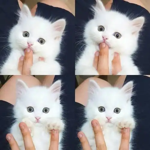 小奶猫呆萌可爱易推倒,铲屎官们一定一定不能因为它们可爱就撸得忘了