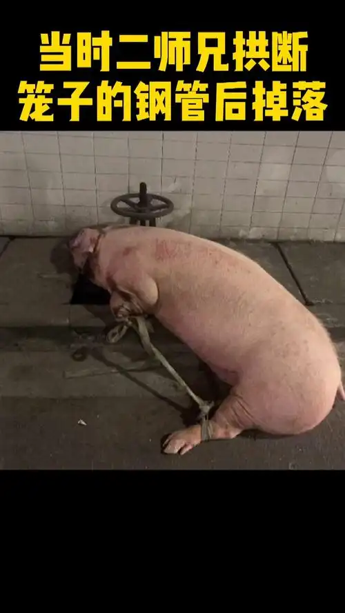"猪坚强"摔下货车    一瘸一拐走到路边