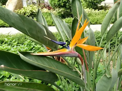 天堂鸟与旅人蕉