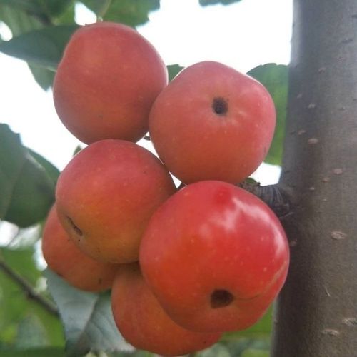 贵人果海棠花果盆景冬红果海棠花果盆景长寿果盆景北美海棠果树桩
