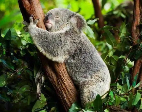 树袋熊居然是吃翔长大的