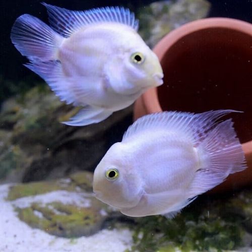 鱼小型成年热带观赏鱼三湖慈鲷宝蓝白金繁殖种鱼 白金4-6厘米公母一对