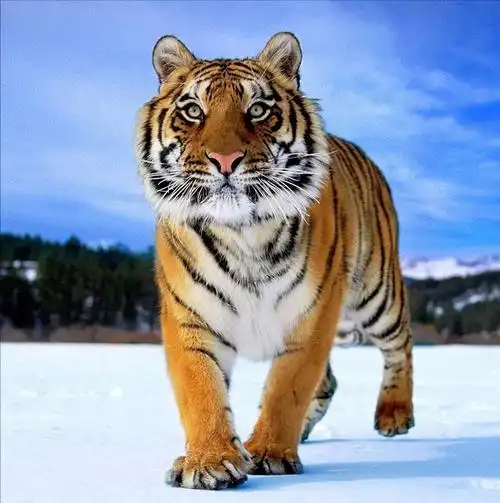 原创虎年话虎老虎是大自然最完美的杰作保护有加为何还濒临灭绝