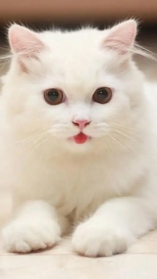 可爱白色萌猫吐舌头