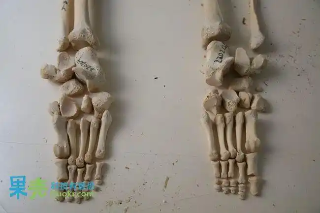 地狱边境:果壳探秘人体骨骼标本馆