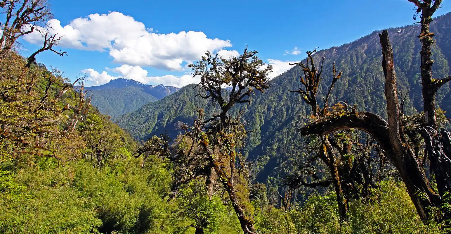 鲁朗林海(luolang lín hǎi)位于中国西藏自治区林芝市波密县鲁朗乡