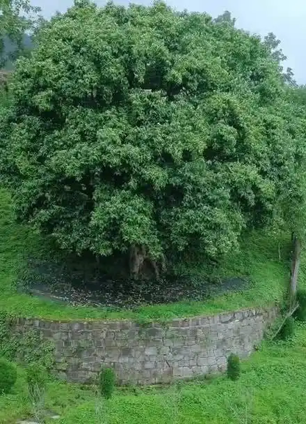 云南发现一株3200年古茶树,地球茶祖,名为香竹箐,品上一口妙用无穷呀