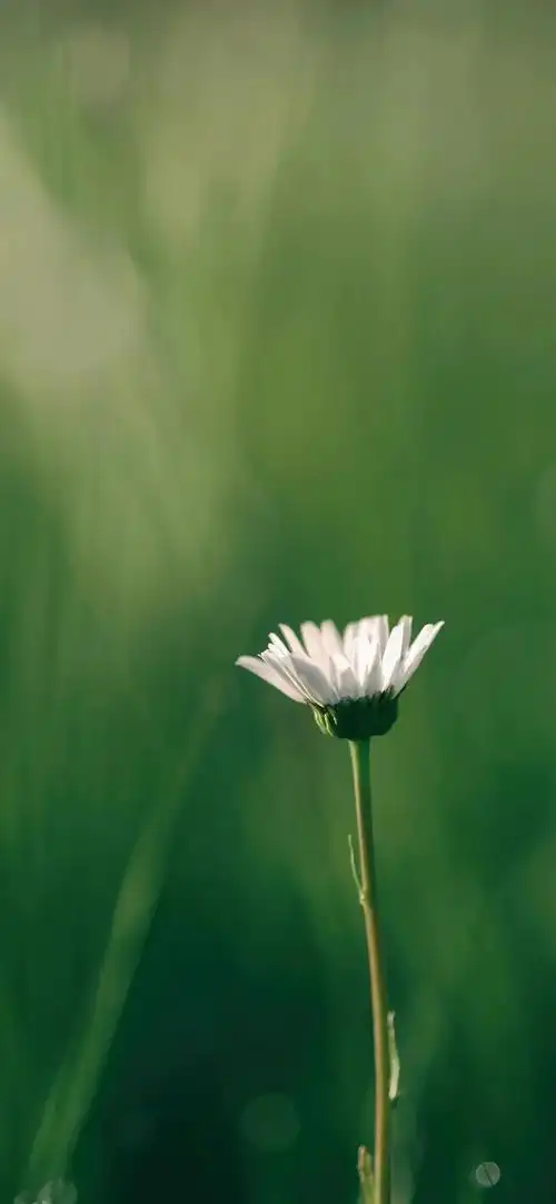 想要简约绿色壁纸