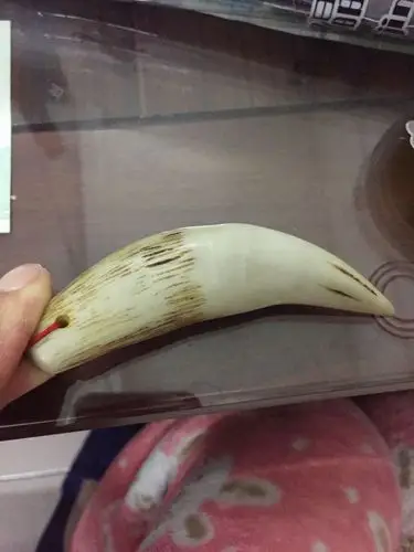 麻烦有见识的朋友,帮我辨别一下这是真的虎牙吗?