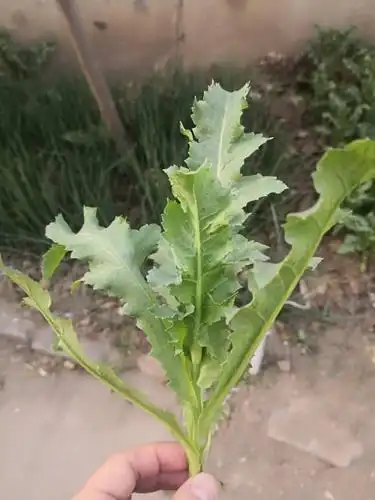 郑州一小区惊现罂粟苗,背后咋回事啊?