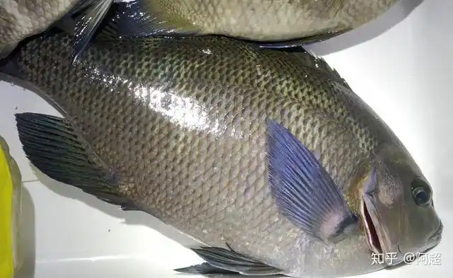 矶钓梦幻鱼种黑毛鱼如何钓?钓点在哪?