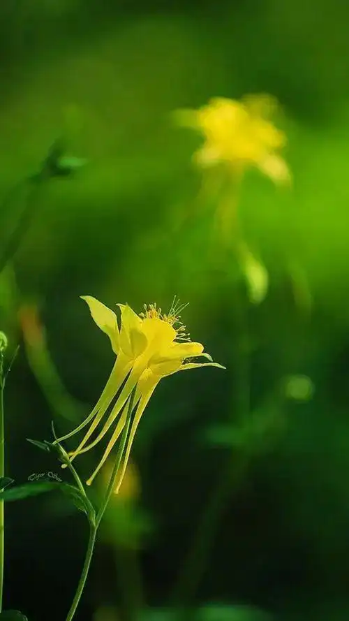 绿色背景图,绿色背景图卡通(护眼壁纸:绿色清新背景图)