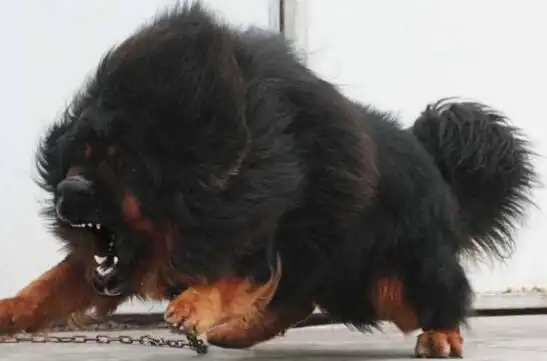 鬼面獒面目狰狞令人毛骨悚然 现实鬼面獒真实面貌_朝夕网