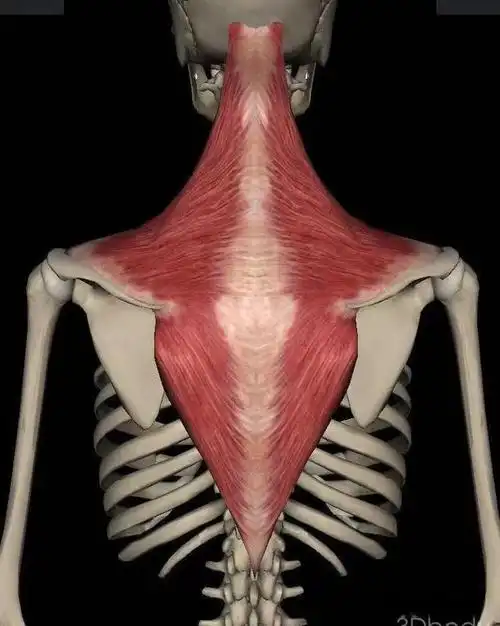 骨骼肌解剖之斜方肌