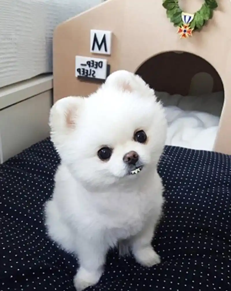 全球最萌小奶狗,小土狗第三,看到哈士奇我有一种想报仇的冲动!