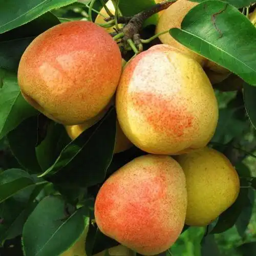 新品种黄宝石梨树苗,黄宝石梨树苗一棵多少钱