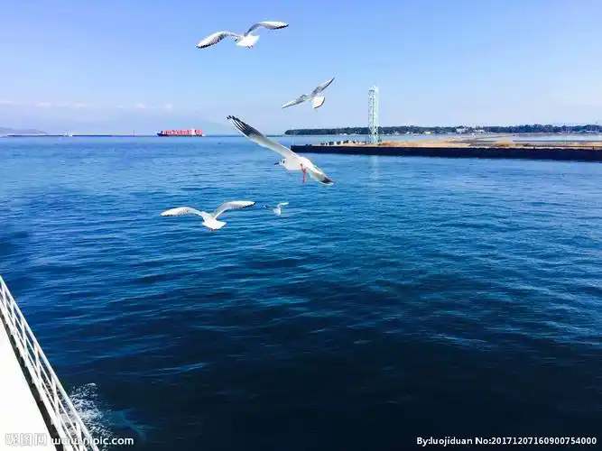 大海海鸥图片