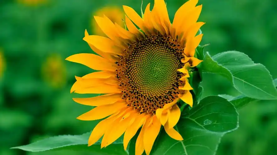 首页 桌面壁纸 植物壁纸 向日葵绿色清新护眼电脑壁纸上一张 下一张