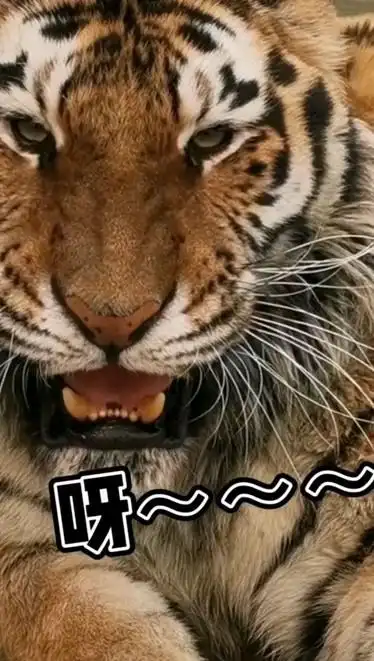 老虎与众不同的叫声