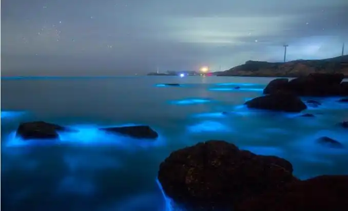 "巨幕版"蓝眼泪,福建平潭独家出品