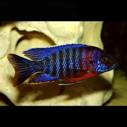 三湖慈鲷马鲷慈鲷鱼埃及艳后阿里尺寸马鲷观赏鱼鱼