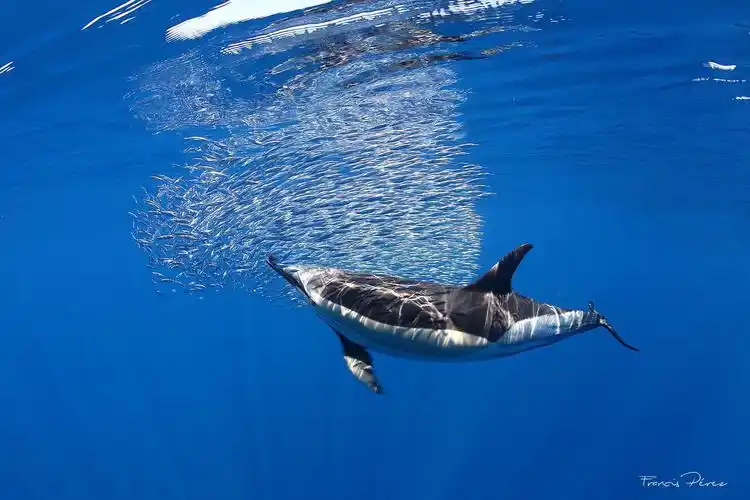 全球新增两个鲸豚遗产地 助推海洋动物保护及旅游业可持续发展|鲸豚|