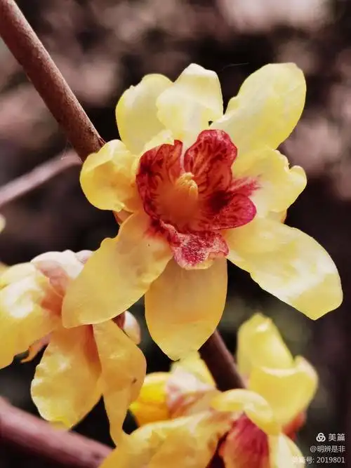 腊梅和梅花都带有一个梅字,很多人误以为都是梅的一个品种,事实上腊梅