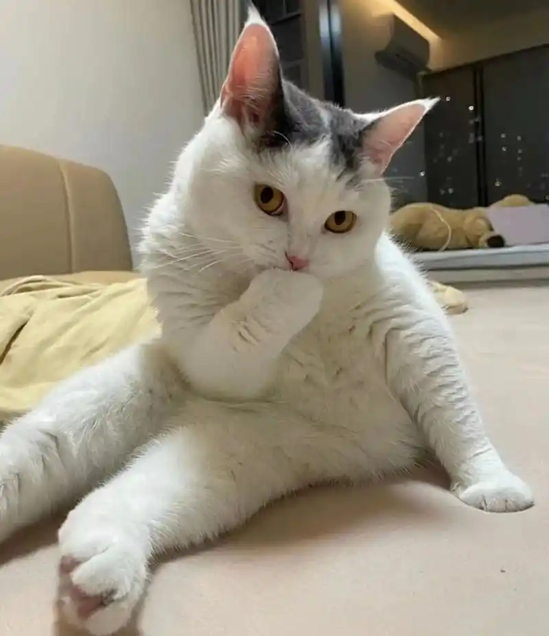 妖娆 猫咪 捂嘴 沙雕 搞笑