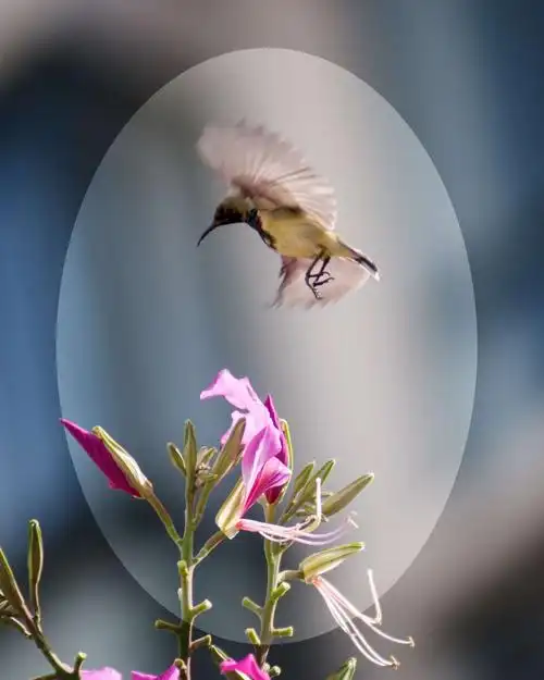 紫荆花与花蜜鸟