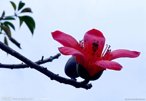 doc木棉花图片 (1)