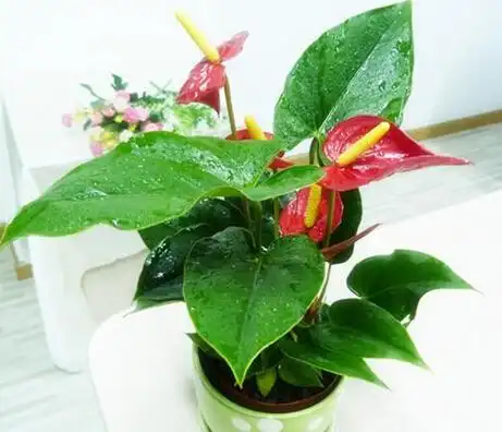 家庭养花:依据植物的习性来摆放植物花卉,让你的居室更加舒适!