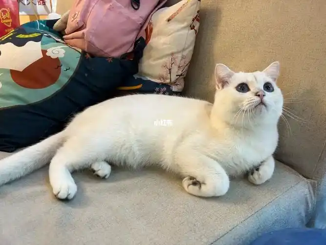 6500买的银点猫咪_猫咪_养猫_领养_银渐层_英短银点_宠物_猫_晒猫