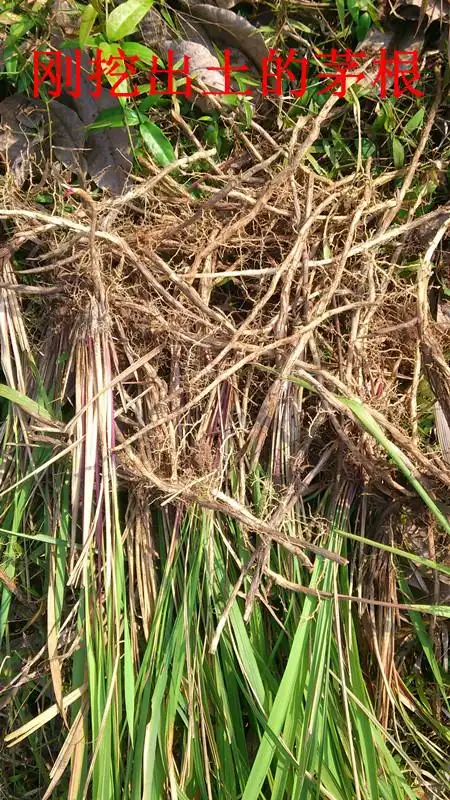 卖保险的人 草根怎么卖保险