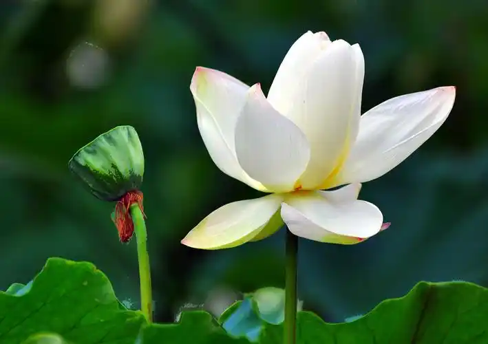 夏日荷花图片花卉鲜花花朵荷花莲花