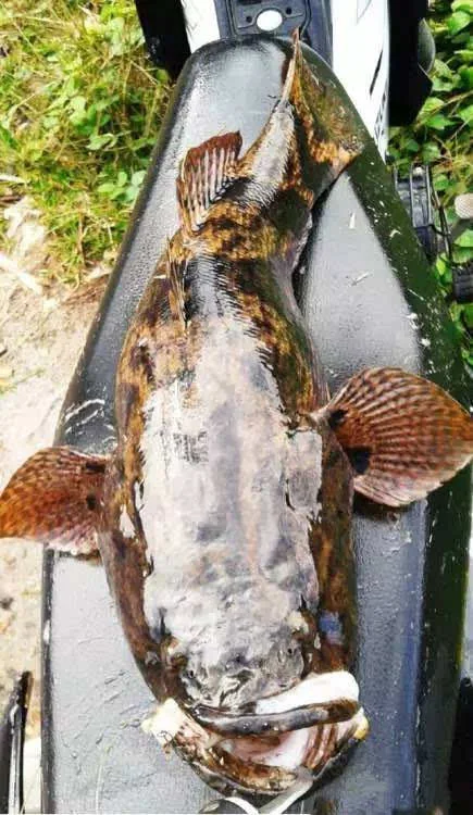 笋壳鱼,也叫石头鱼,最近十年从东南亚引种的淡水鱼.