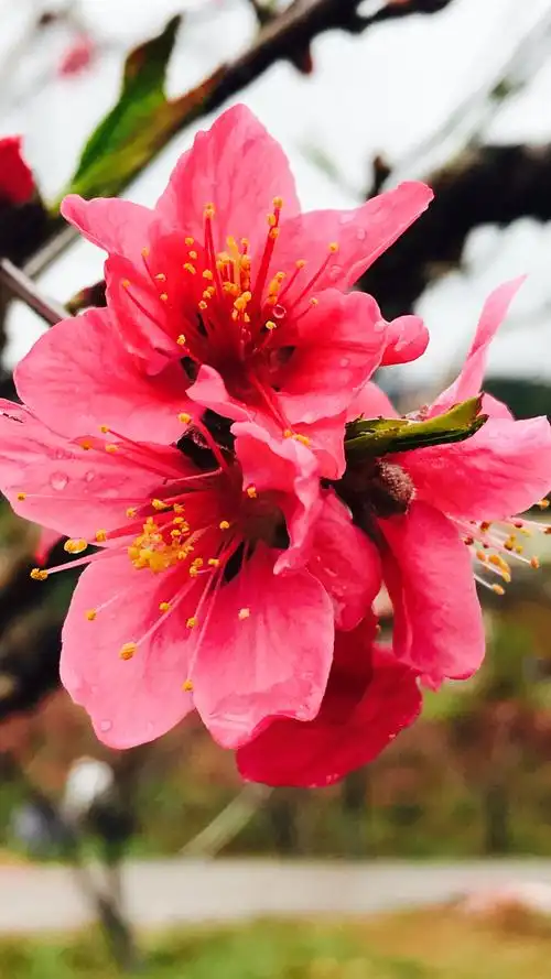 桃花盛开!春天的故事!